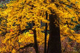 Yellow Maple-7712